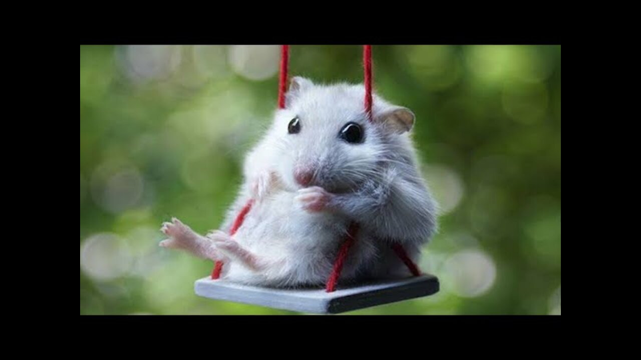 Cute Hamster Video | Cute Baby Hamster | Cute and Funny Hamster Videos Compilation