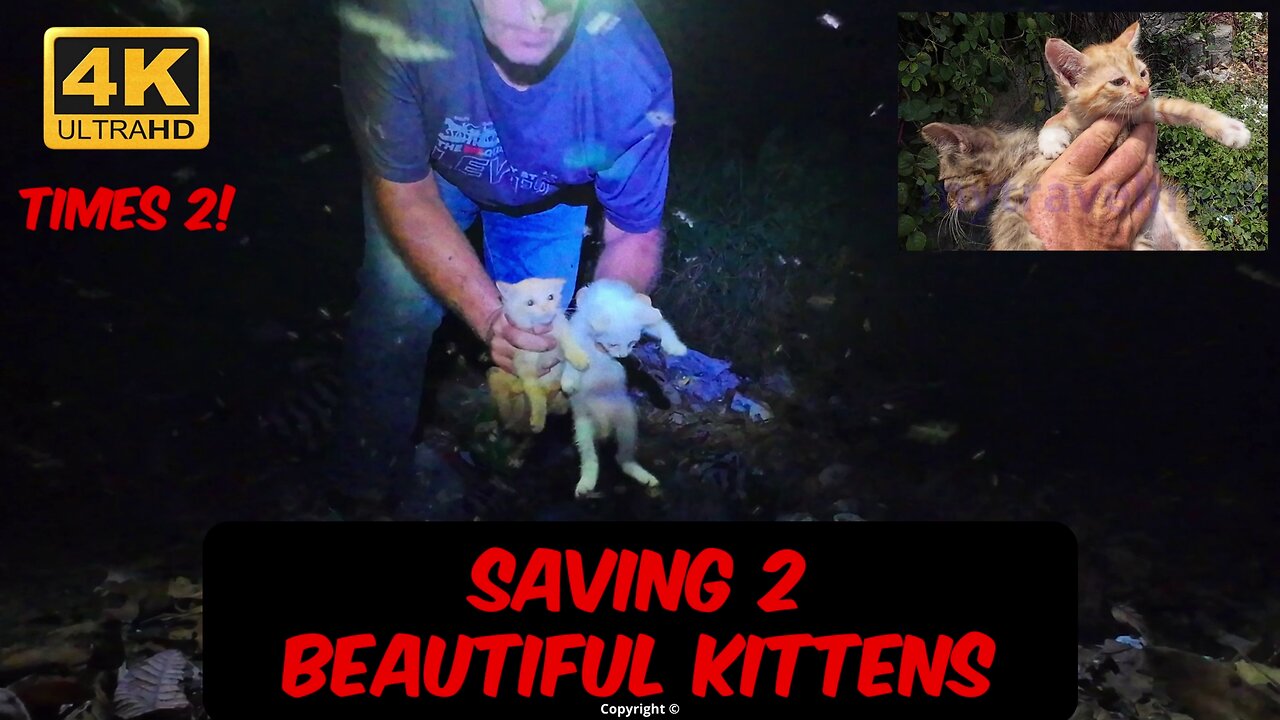 2 tiny kittens rescued from the darkness - AND another 2 the next day #kittens #rescue #irish