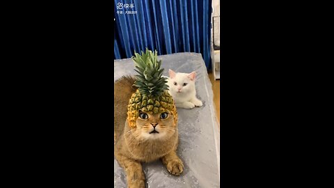 Cat with crown funny video