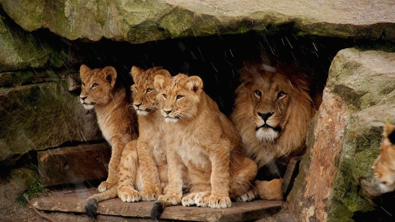 Wild life cute baby Lion Videos (Copyright Free) Full HD