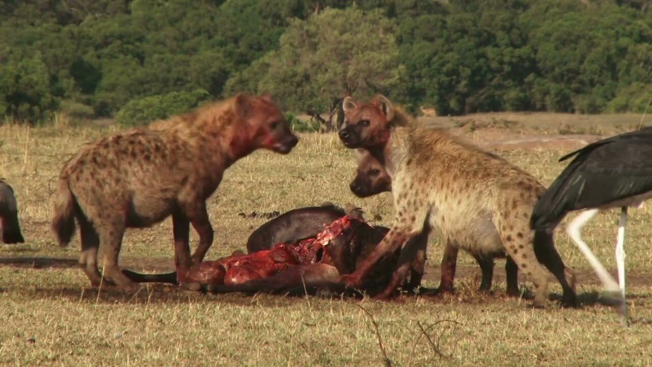 hyenas eat their prey | really amazing recording (No Copyright videos)