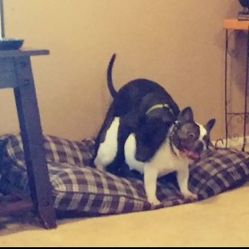 Small Dog Tries To Avoid Wrestling With Other Dog