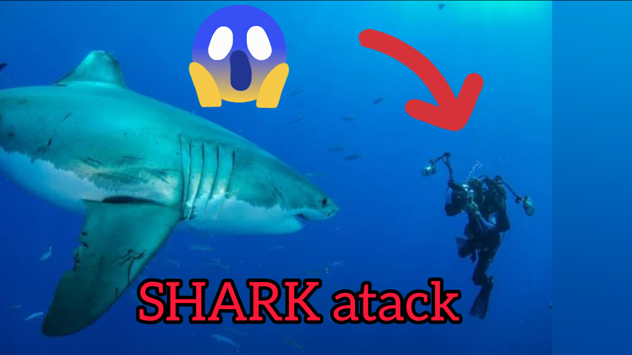 SHARK ATACK