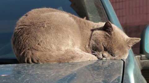 Cat Sleeping Night in quite cat #naturefuture