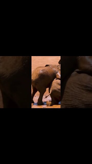 #Shorts #Elephant #Peace #Love #Care