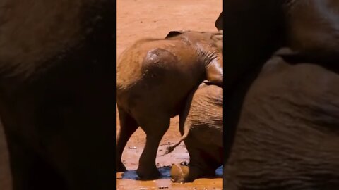 #Shorts #Elephant #Peace #Love #Care