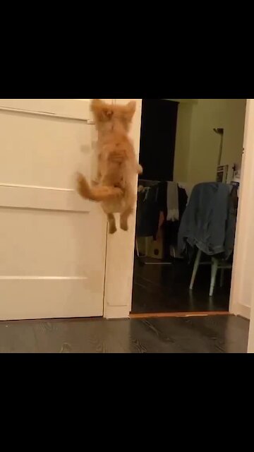 Dog Is Super Excited When Owner Arrives Home