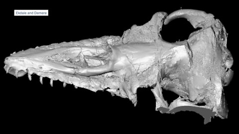 San Diego scientists use teeth to analyze evolution of whales walking on land to swimming in ocean