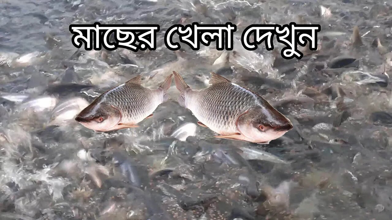 মাছের খেলা