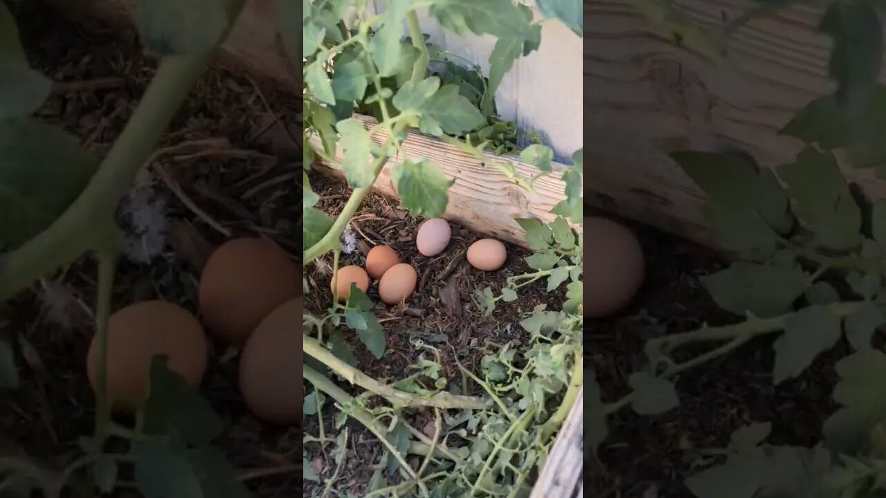 Always a hidden nest! #eggs #chickens #goats #homesteading #homestead #simplelife #farm