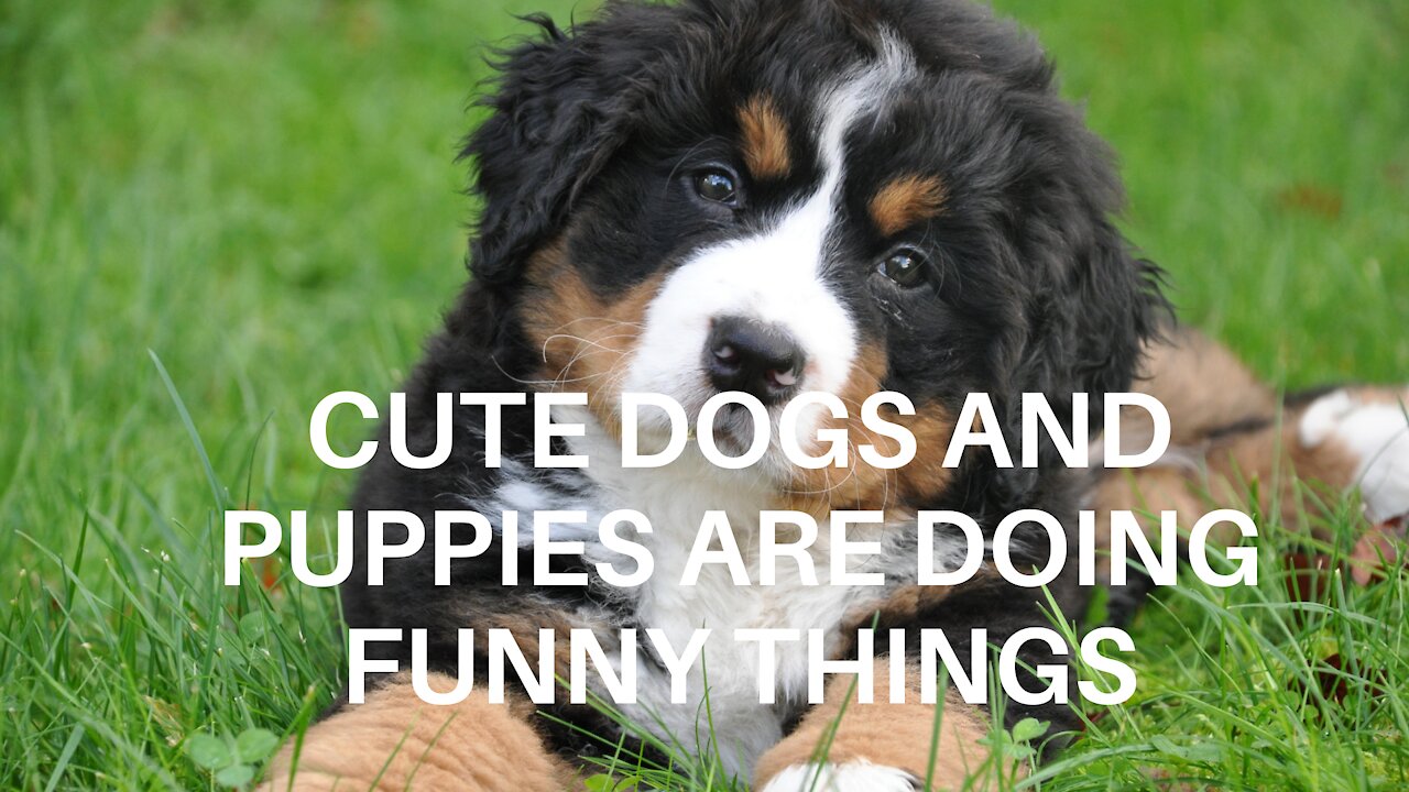 Cute dogs and puppies are doing funny things