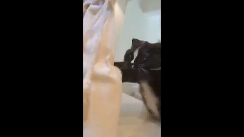 comedy series #cute cute cat video #virel Video #animal cat video#follow me#funny video#