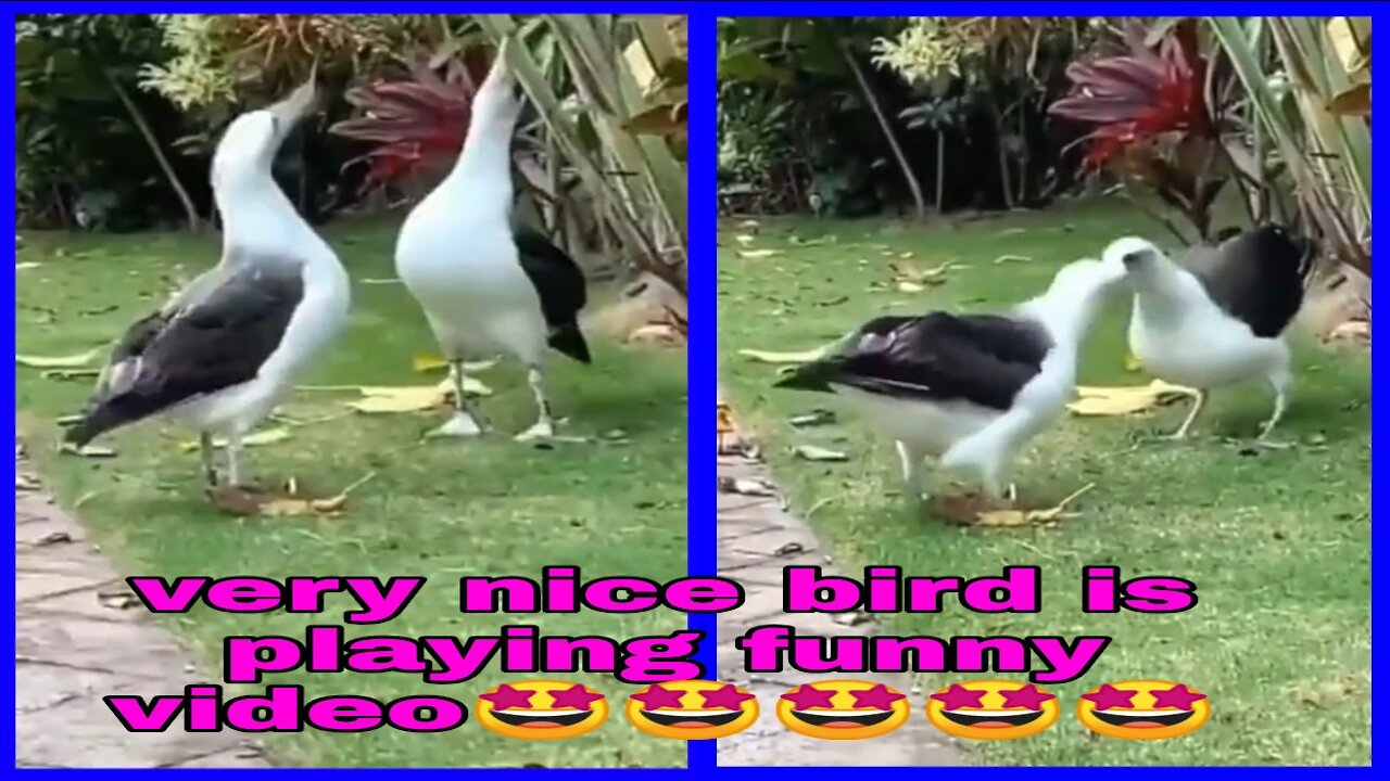 very nice bird is playing funny video