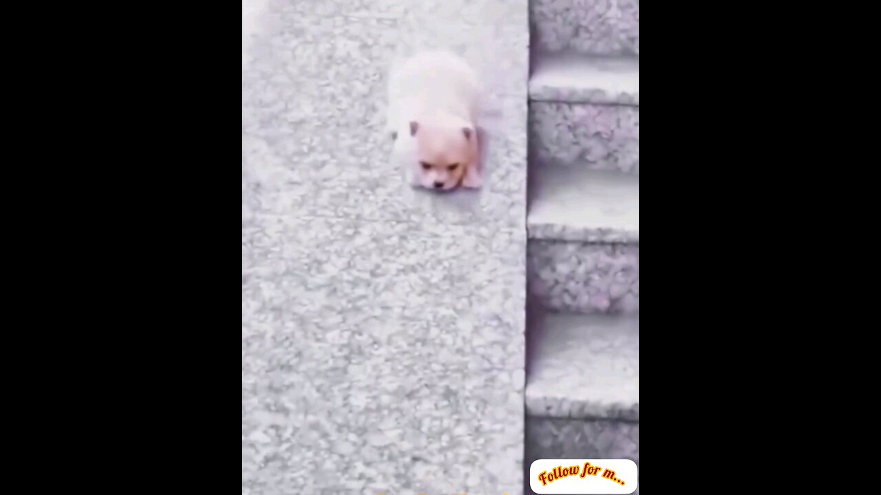 How the little dog slipped and went down🐕 trending video