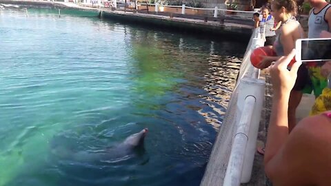 Dolphin playing ball with the crowd😱