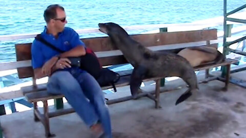 The domineering sea lion wants to sit on a long bench, and it takes