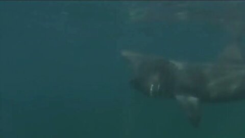 Basking Shark - Interesting facts about Breaching Basking Sharks-9