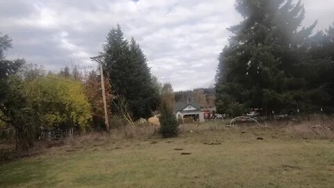 2022 Christmas Tree Harvest North side of my Canyon