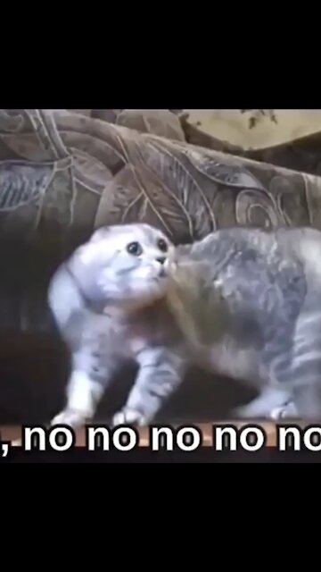 The cat was caught 2021