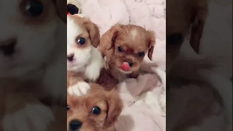 A whole lot of Cavalier puppy love🐶❤️