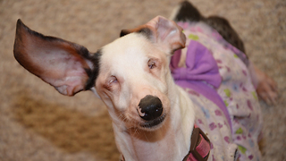 Meet Hope, The Blind and Deaf Dachshund | CUTE AS FLUFF