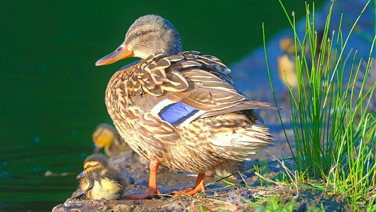 My Favorite Mallard Duck Hen Had Nine Ducklings