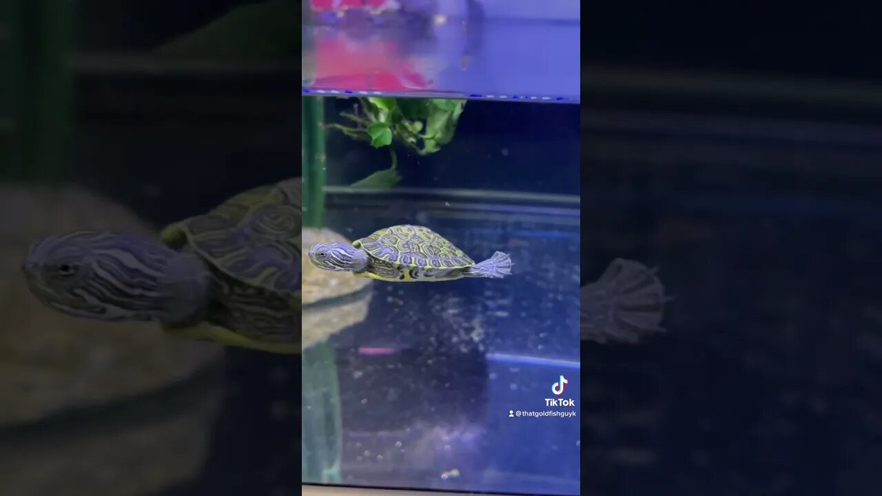 Ninja Turtle lol ❤️#fishaquarium #aquarium #aquariumvideos #freshwateraquarium #turtle