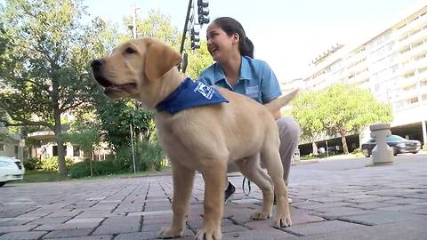 USF St. Petersburg Puppy Club students are training dogs for veterans and the visually-impaired