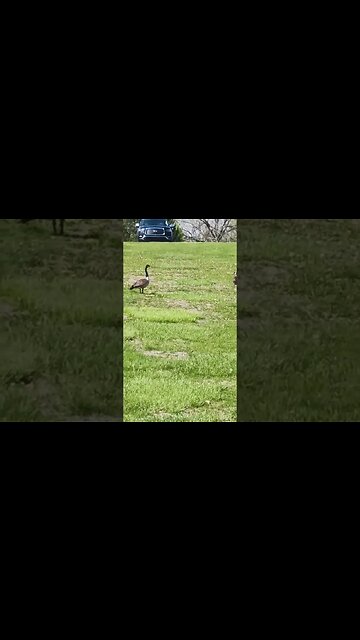Two Smartest Birds in the World ReUnite for one last plea