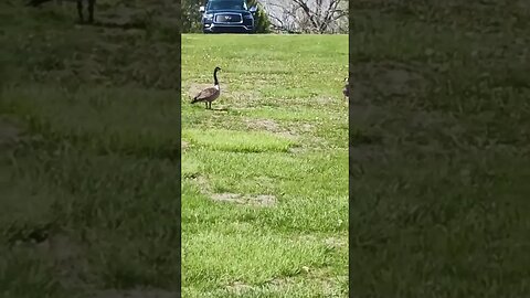 Two Smartest Birds in the World ReUnite for one last plea