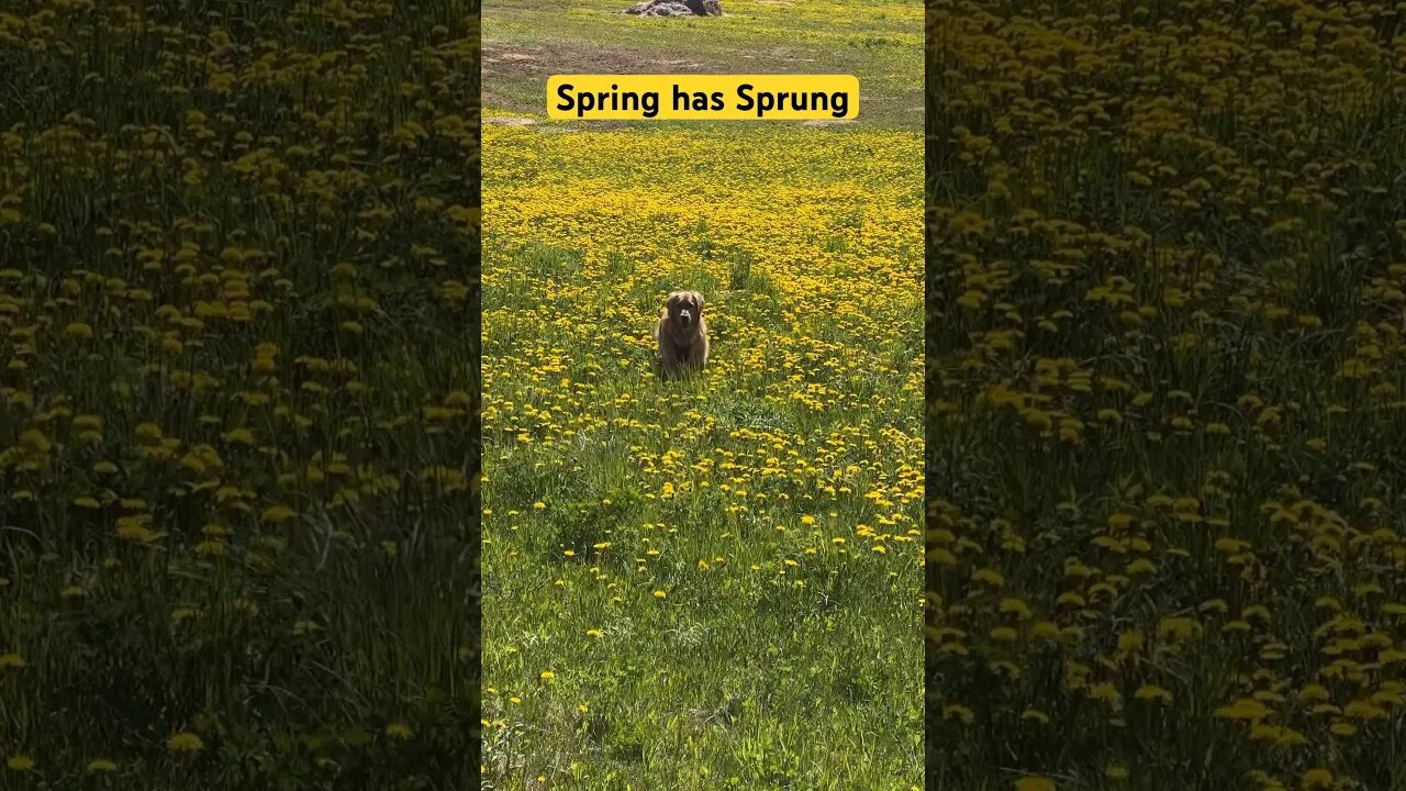 Spring has sprung here in #pei #canada #goldenretrievers #retriever #spring #dandelions #dog