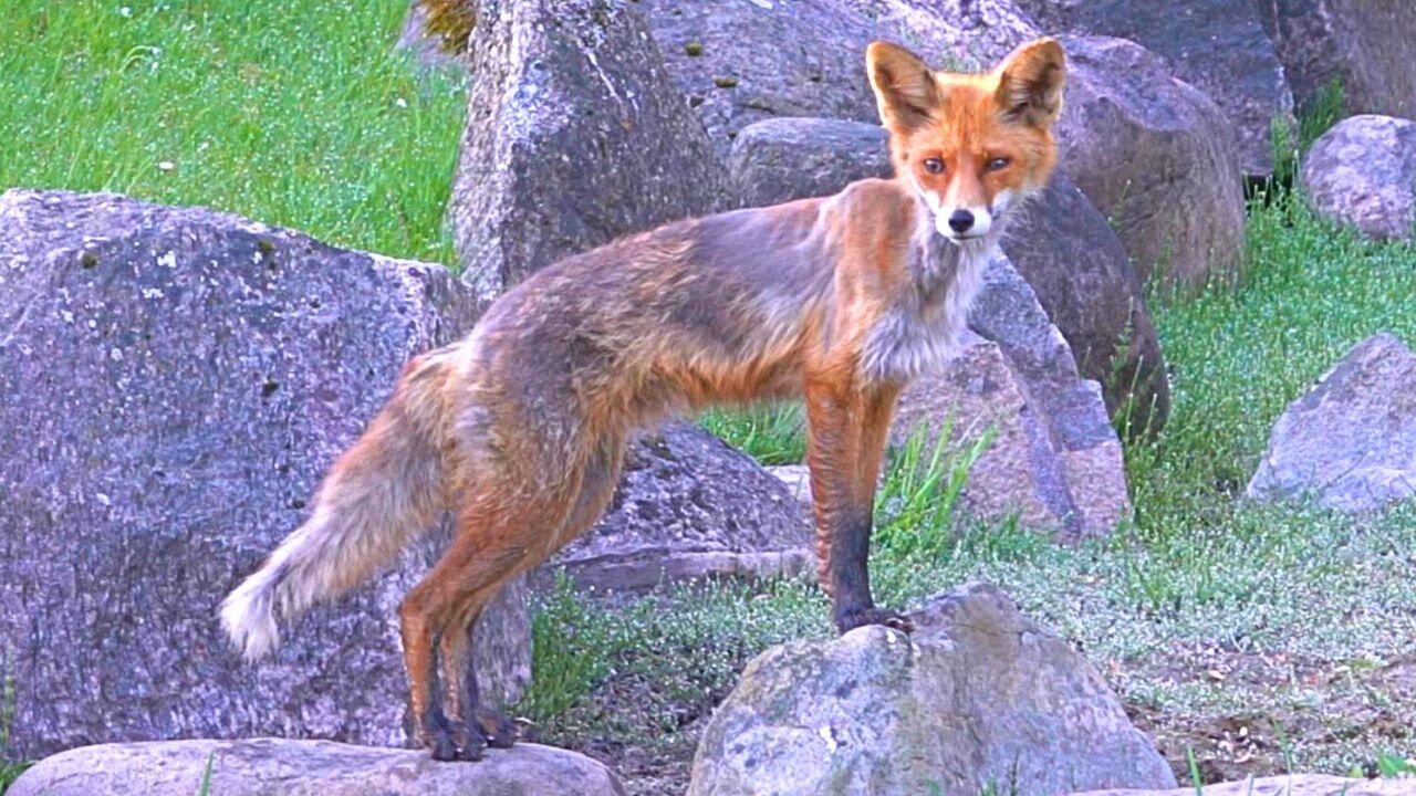 Red Fox is Loose in My Favorite Bird Garden