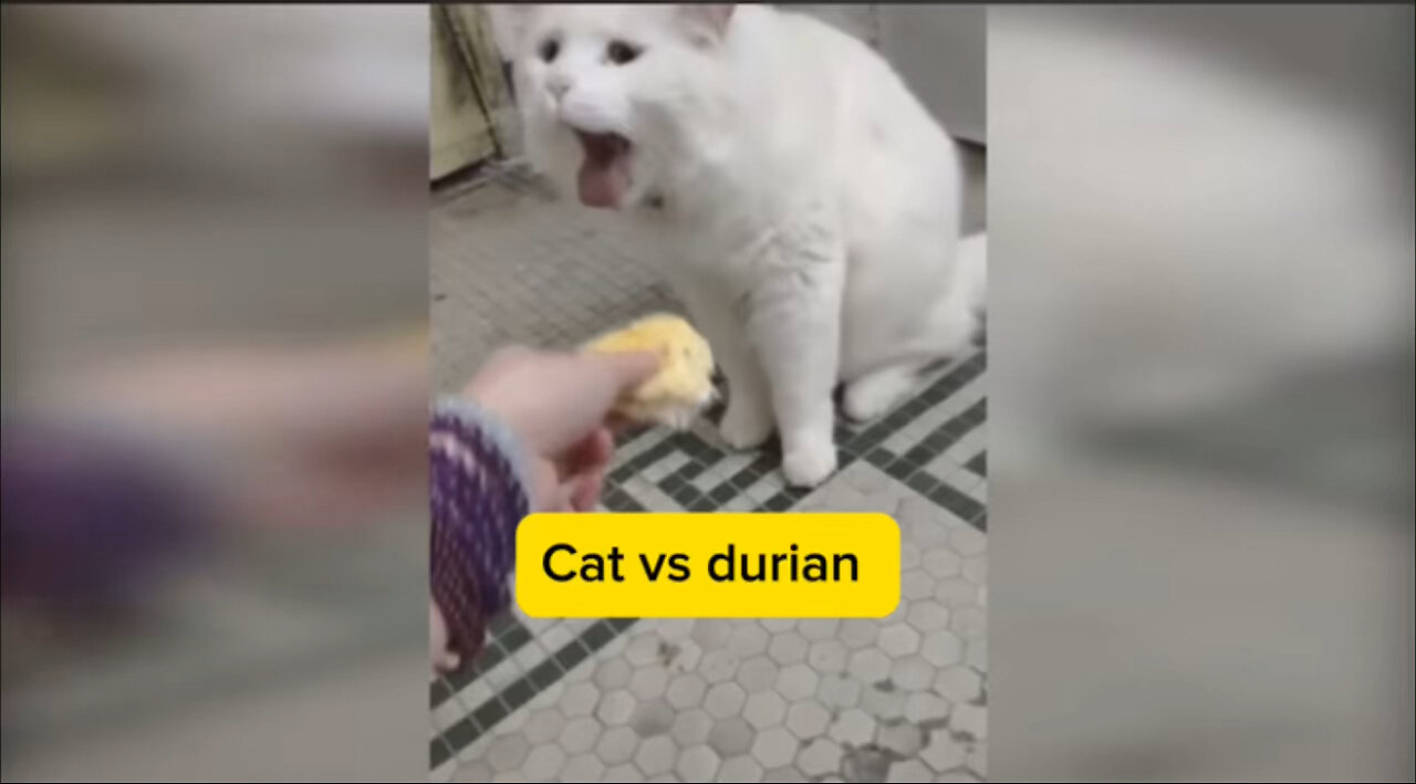 Cat vs durian fruit