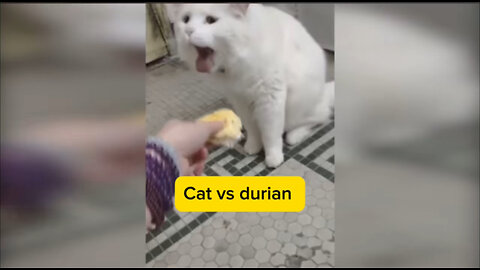 Cat vs durian fruit