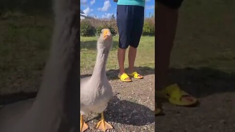 #shorts Смешные животные из Тик Ток 147 Funny animals from Tik Tok