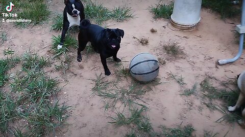 Dog soccer match