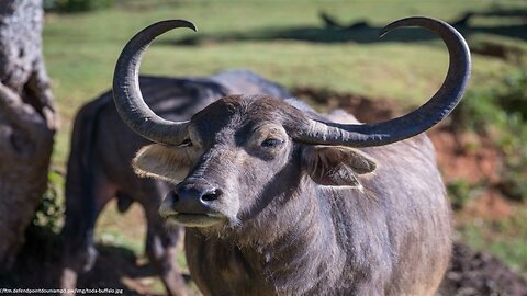Toda Buffalo Breed
