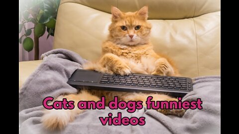 🙀 Compilation of super funny cats and dogs, funny cats, funny dogs, funny dogs videos