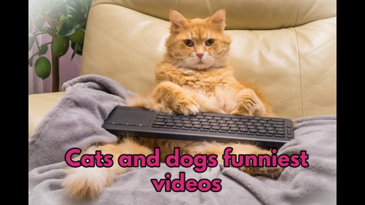 🙀 Compilation of super funny cats and dogs, funny cats, funny dogs, funny dogs videos