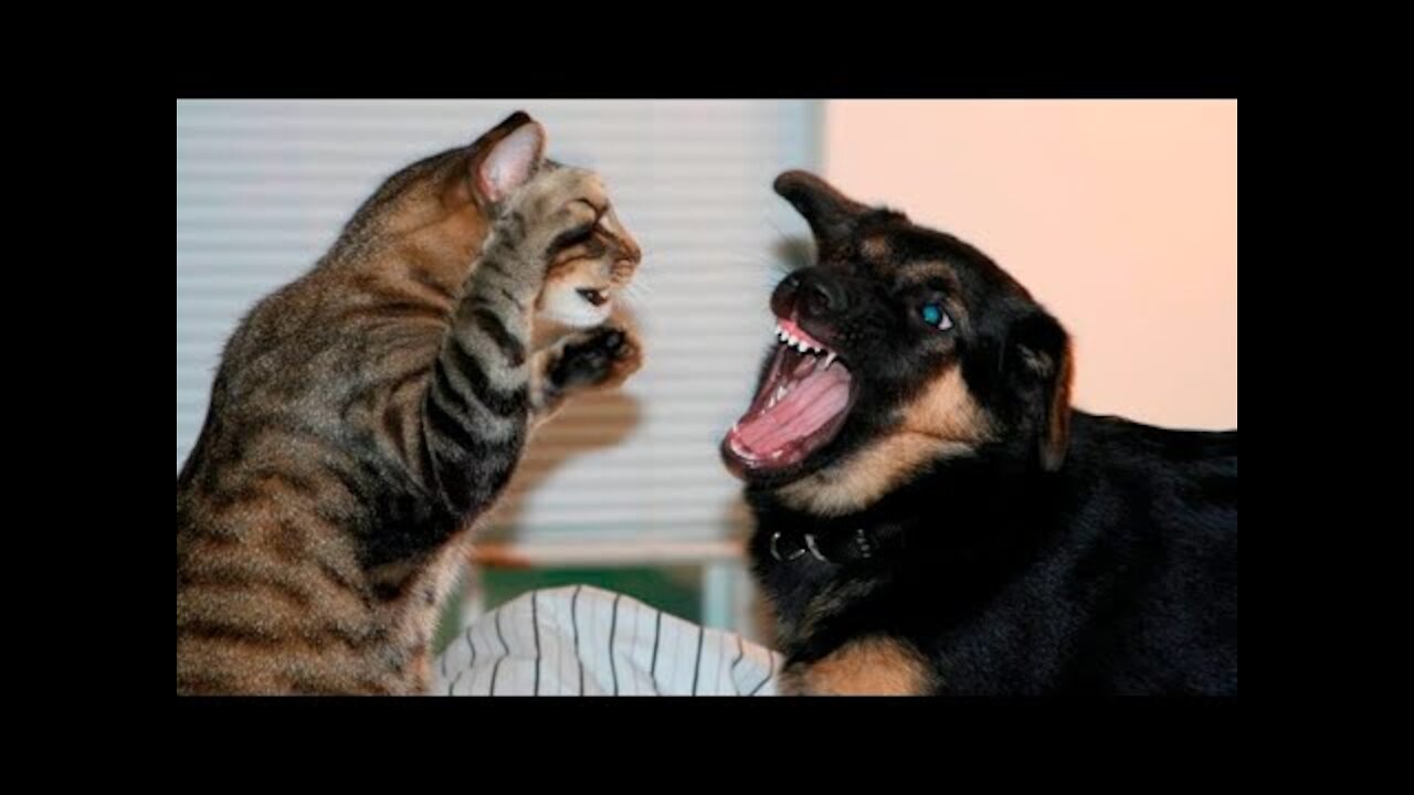 CUTE CATS AND DOGS VIDEO _ Funny Cat And Dog 2022.