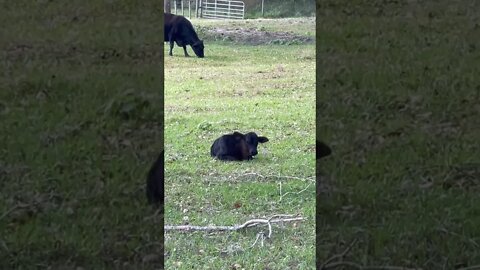 3 calves hanging out #calves #cows #cow #cattle #shorts