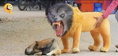 Troll Prank Dog Funny & fake Lion and Fake Tiger Prank To dog & Huge Box Prank to dog