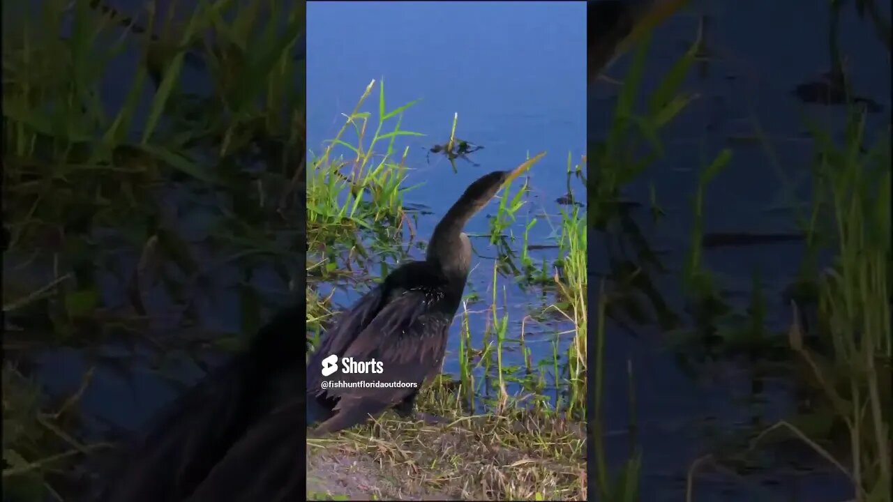 Anhinga #wildlife