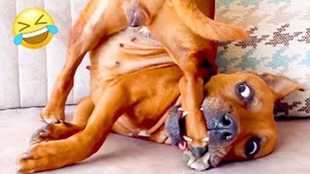 FUNNIEST Pet Fails Of 2024! 🤣 Try Not To Laugh