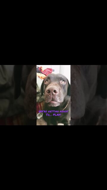 #Labrador in his room getting ready. #Shorts #shortsvideo