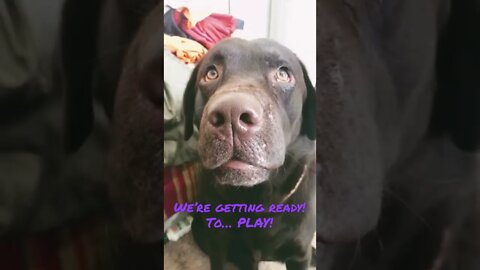 #Labrador in his room getting ready. #Shorts #shortsvideo