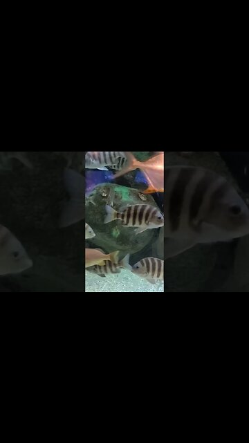 Pineknoll shores aquarium