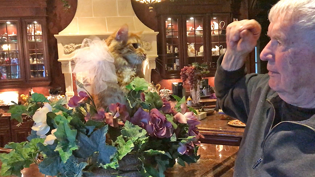 Funny Cat Loses Patience with Teasing Grandpa