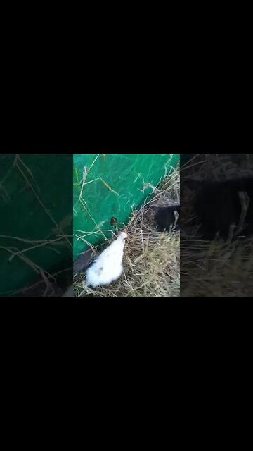 Getting some Silkies back in their pen