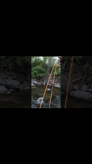 Little fish problems… I got’em